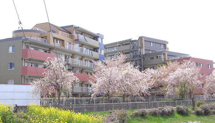 久喜 マンション サンクタスヒューマン久喜 外観 桜の景色