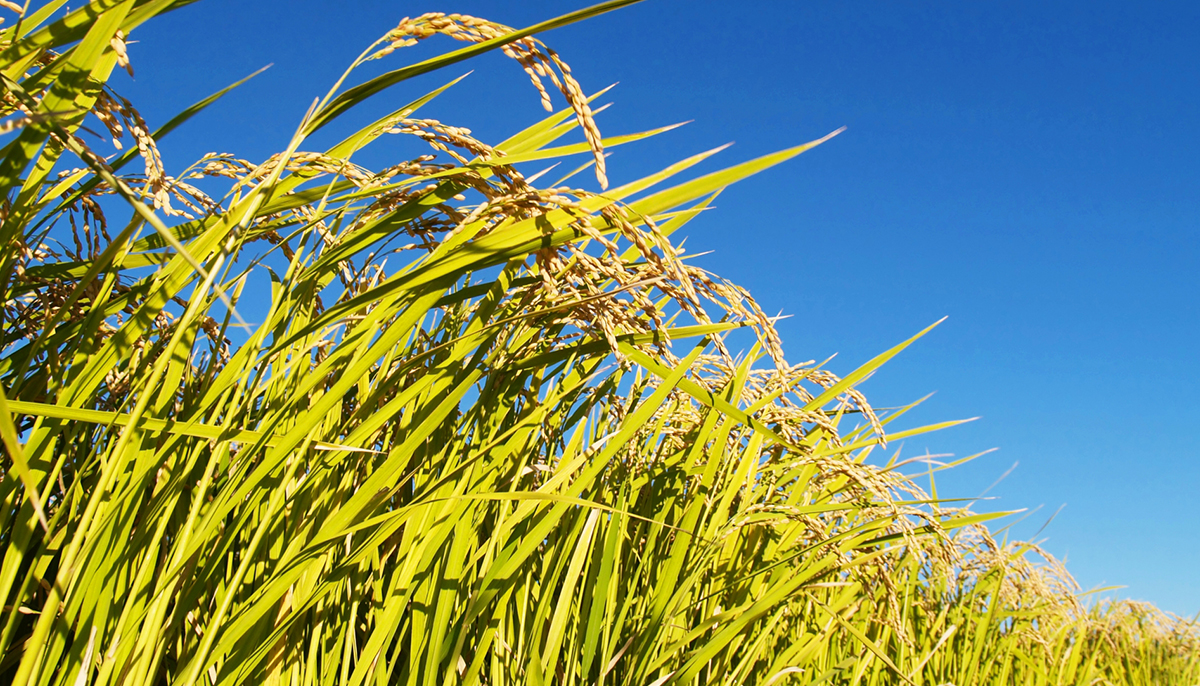 自然派農業・漢方米の田んぼで米づくりに参加！埼玉県加須の田んぼオーナー制度