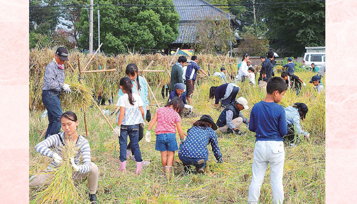 【久喜市】手作り「漢方農法米こしひかり」収穫 -老若男女が稲刈り体験